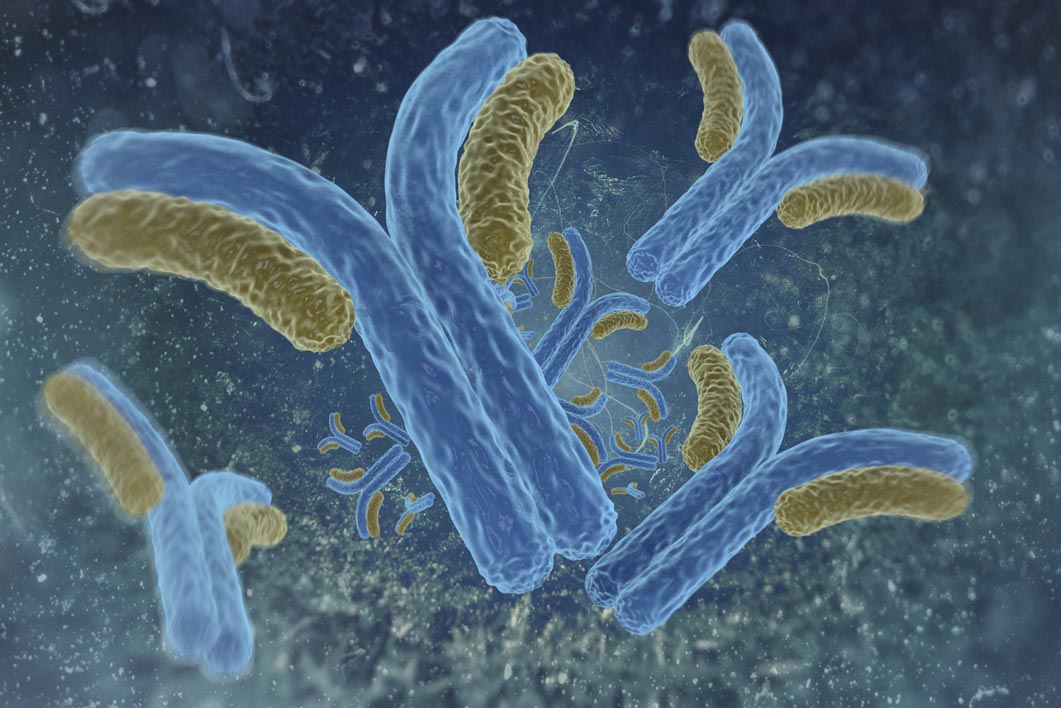 Interleukin 1α (human) Monoclonal Antibody - clone 29