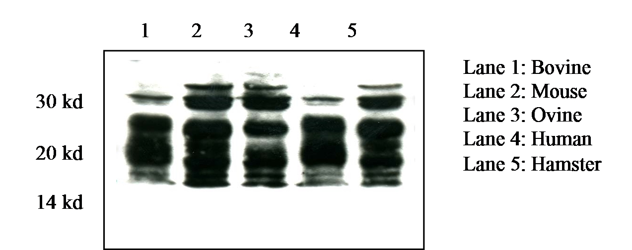 Prion Protein Monoclonal Antibody - SAF 70