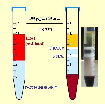 Polymorphprep™